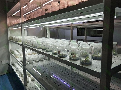 肥西植物组织培养实验室设计建设方案